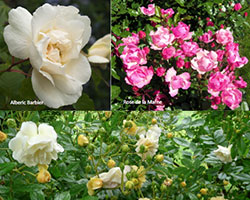 roses orléanaises