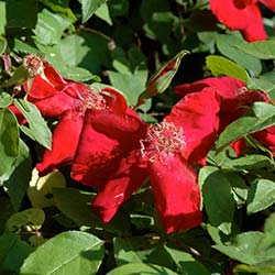 Dominique MASSAD, Les roses botaniques et leur apport dans la création des roses pour nos jardins