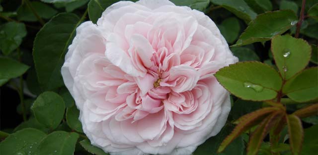 Rose ancienne 'Souvenir de la Malmaison'