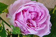 'Rose Edward'