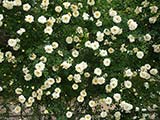 'Gardenia', Hyb. de luciae, Horvath (USA), avant 1898
