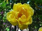 'Persian Yellow' (<i>Rosa foetida 'Persiana’</i>), <i>R. foetida</i> cultivar, introduced by Willock, 1833