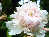 <i>Rosa anemoniflora</i>, Botanique, découvert par Fortune, vers 1844