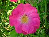 <i>Rosa gallica 'officinalis'</i>, cultivar de <i>Rosa gallica</i>, obtenteur inconnu (Europe), Moyen-Age
