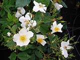 <i>Rosa moschata 'Umbrella'</i>, cultivar de <i>Rosa moschata</i>, obtenteur inconnu (France), accession de la collection de Jules Gravereau