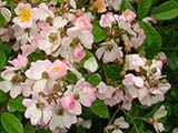<i>Rosa multiflora 'cathayensis'</i>, forme cultivée de <i>Rosa multiflora</i>, introduit de Chine par Sir Charles, avant 1817