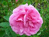<i>Rosa x centifolia cristata</i>, mutation spontanée de <i>R. centifolia</i>, inconnu, découvert en Suisse par Kirche vers 1826, Kirche / Vibert 1826