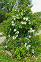 La roseraie botanique de Saint-Clair - <i>Rosa laevigata</i>
