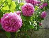 Visite du jardin d’adhérents de Roses Anciennes en France - 'Mme Joseph Bonnaire'