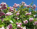 Jardins de la Rose et du Parfumeur - Grimpant 'Aurora'