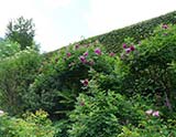 Le jardin de Berchigrange (Granges-sur-Vologne)