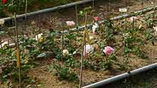 La roseraie de <i>Les Roses anciennes d’André Eve</i> (Chilleurs-aux-Bois)