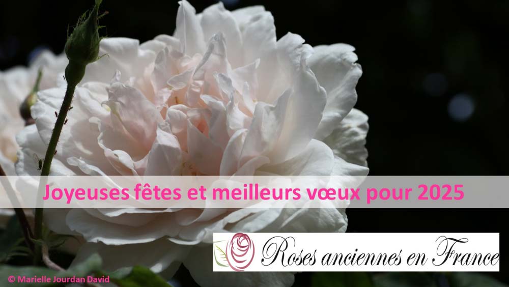 Vœux 2025 de Roses Anciennes en France