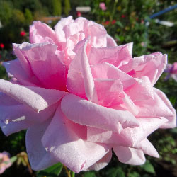 Marielle JOURDAN-DAVID et Daniel Boulens MEILLAND - le monde des roses avait rendez-vous au Japon