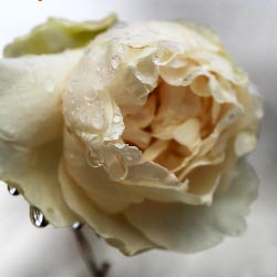 Jean-Claude CAISSARD - Rendez-moi mon parfum