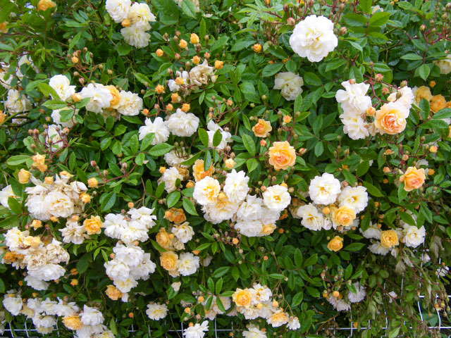 Association Roses Anciennes en France - Heritage rose 'Ghislaine de ...