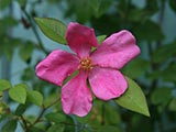 <i>Rosa chinensis mutabilis</i>