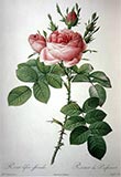 'Damask rose Quatre Saisons'