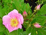 <i>Rosa carolina</i>, Botanique (Carolinae), espèce de l'Est des Etats-Unis décrite par Marsch en 1875, introduit en culture en 1902