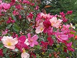 <i>Rosa chinensis 'mutabilis'</i>, forme cultivée de <i>Rosa chinesis</i>, obtenteur inconnu (Chine), déjà répandu en Italie en 1896
