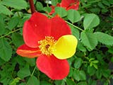 <i>Rosa foetida 'bicolor'</i> ('Rose capucine'), mutation de <i>Rosa foetida</i>, espèce d'Asie Occidentale décrite par Jean Hermann en 1762, variété connue déjà avant 1590
