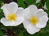 <i>Rosa pimpinellifolia</i>, Botanique (<i>Pimpinellifoliae</i>), espèce d'Europe et d'Asie du Nord, XVII° siècle