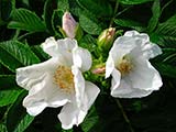 <i>Rosa rugosa 'alba'</i>, forme de fleur albinos de <i>Rosa rugosa</i> (Japon), clone sélectionné, 1903