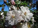 <i>Rosa sempervirens</i>,, Southern Europe, North Africa, very old